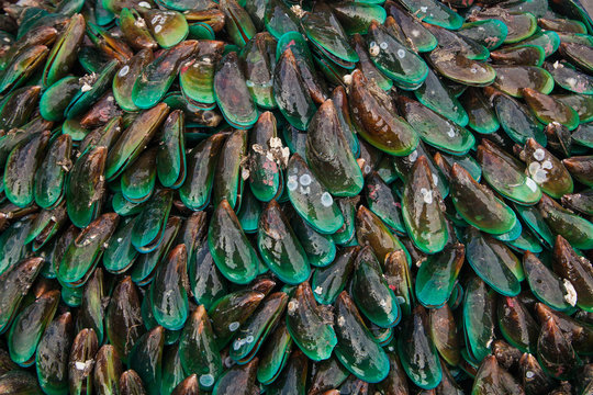 Close up of Asian green mussel in Thailand