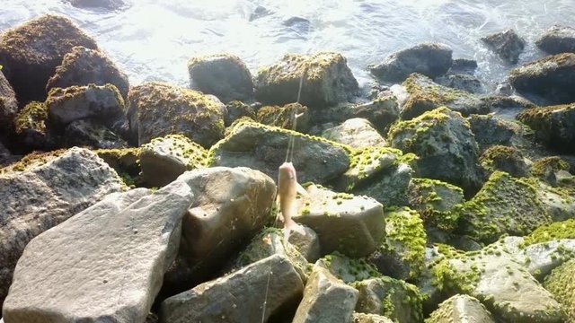 Amateur fishing in India. Parvati fish ( gaff-topsail catfish, Bagre marinus) caught on bottom fishing gear in coastal strip

