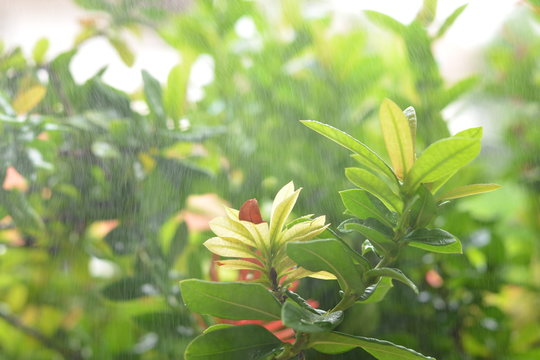 Small green tree in rainy day.