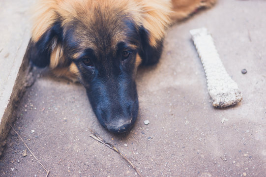 Leonberger puppy with bone chew