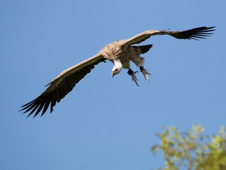 vautour