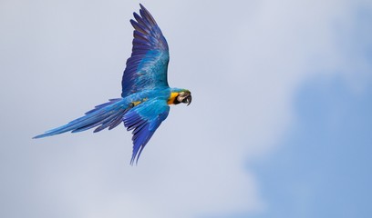 Ara bleu © jeanluc