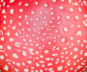mushroom amanita photo, fly agaric, forest mushroom, poison mushroom, mushroom background, toxic mushroom, amanita mushroom, mushroom photo, fungus photo