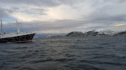 Fototapeta na wymiar Schiff in Norwegen, Fischerboot im Meer