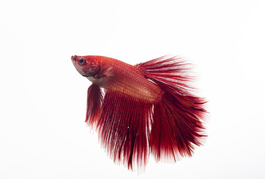 Beautiful Red Betta Fish Isolated On White Background