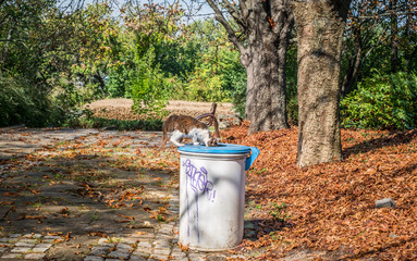 Cat looking for some prey inside a trash bin
