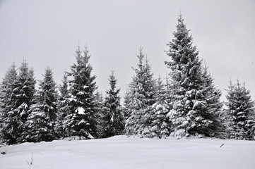 Fototapeta na wymiar Fairy winter landscape with fir trees