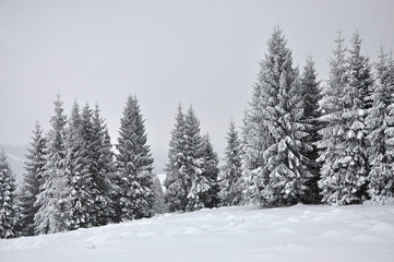Fairy winter landscape with fir trees
