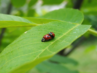 ladybugs