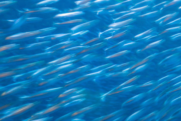 abstract motion blurred school of anchovy.