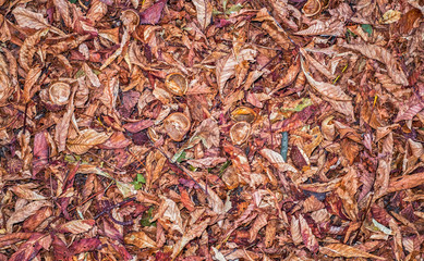 Chestnut leaves and shells in the grass