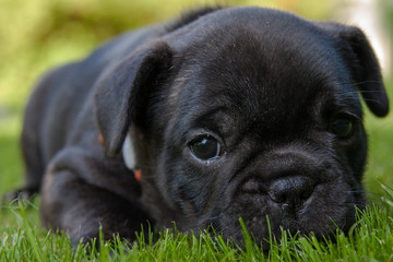 French bulldog puppy lying in meadow