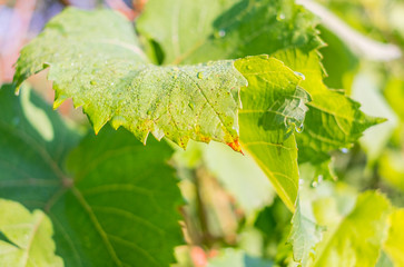 Close up of grape vine leaf with morning dew