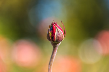 Close up of red rose bud