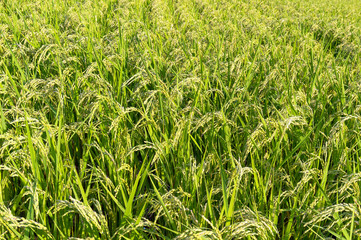 Fototapeta premium Close up of rice plant, paddy field on sunset