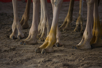 Camel feet