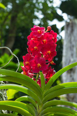 Beautiful Violet Orchid Flowers in the garden