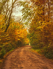 Country road leading through the autumn forest