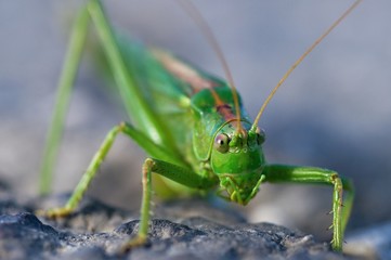 Macro of grasshopper