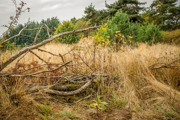 alte, vertrocknete &Auml;ste in der Natur