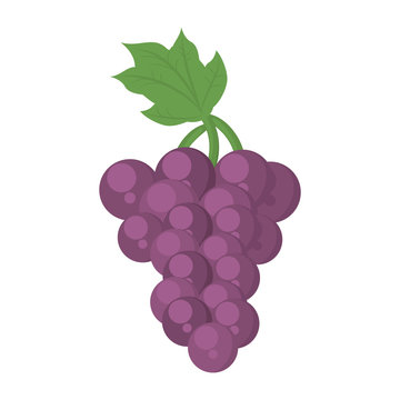grapes healthy fruit icon vector illustration design
