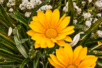 Two Beautiful Yellow Daisies