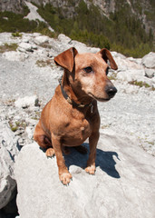 Brown Pinscher sitting on a rock in the mountains