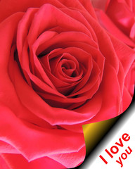 Greeting holiday Valentine day card. Red rose on the page curl and the text I love you. 