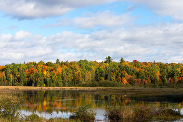 Colorful trees in northern Ontario