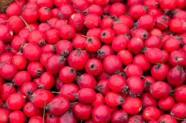 Fruits of Hawthorn ordinary (lat. Crataegus laevigata), background