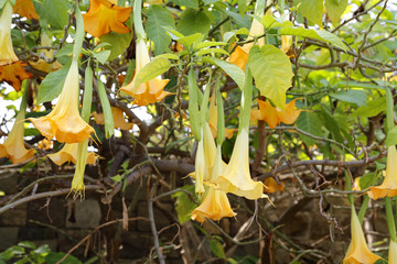 Yellow brugmansia named angels trumpet or Datura flower