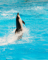 A group of bottlenose dolphins performing a tail stand