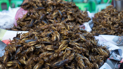 Fried Crickets