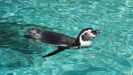 Penguin swimming