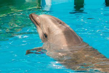 Fototapeta premium A group of bottlenose dolphins performing a swimming in the pool