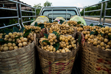 Longkong in the truck