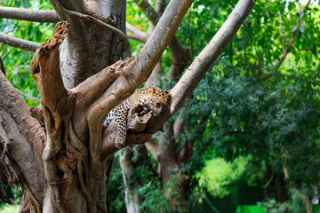 Leopard sleeping in a tree.