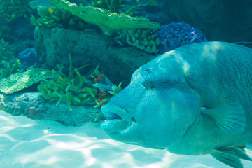 Humphead Maori Wrasse swimming near the Reef underwater.