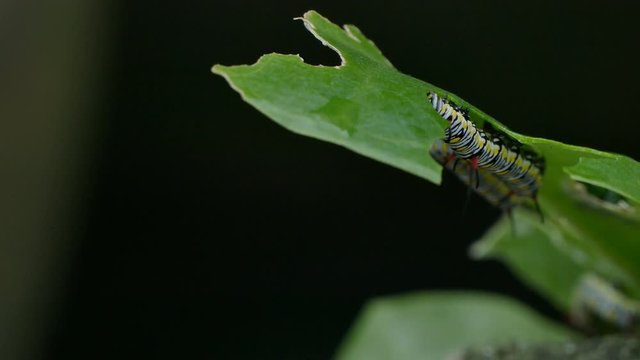 4K footage Monarch Caterpillar On Milk Weed Plant Eating Leaf hanging on. 