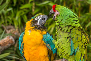 Two Colourful Macaws