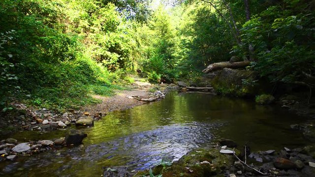 for&ecirc;t avec ruisseau