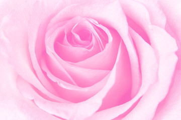 Fototapeta na wymiar Beautiful Pink Rose
