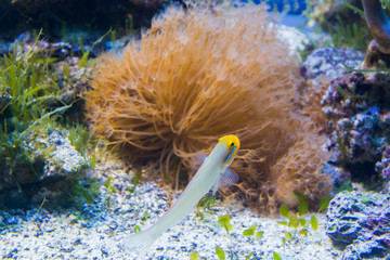Beautiful coral in underwater with colorful fish.
