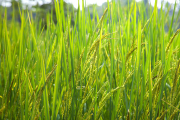 Fototapeta premium Rice spike in rice field