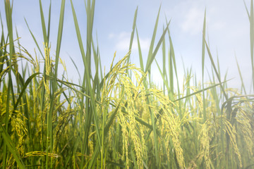 Rice spike in rice field