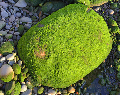 Seaweed and stones - green background