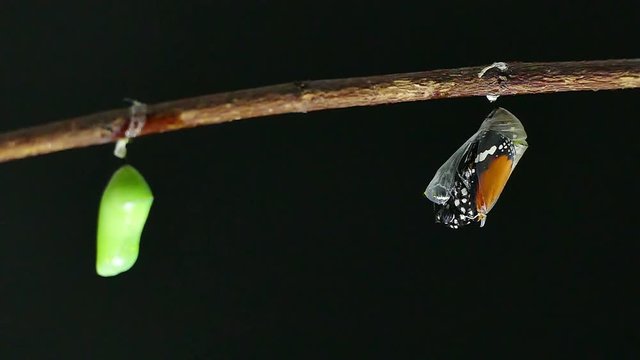 Monarch butterfly emerging from cocoon on black background 