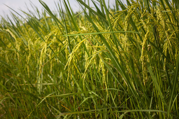 Rice spike in rice field