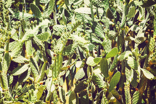 Prickly pears (Opuntia ficus-indica) - also known as indian figs