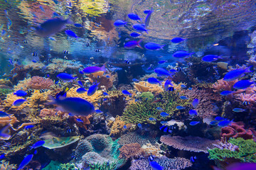 Naklejka na ściany i meble Beautiful coral in underwater with colorful fish.